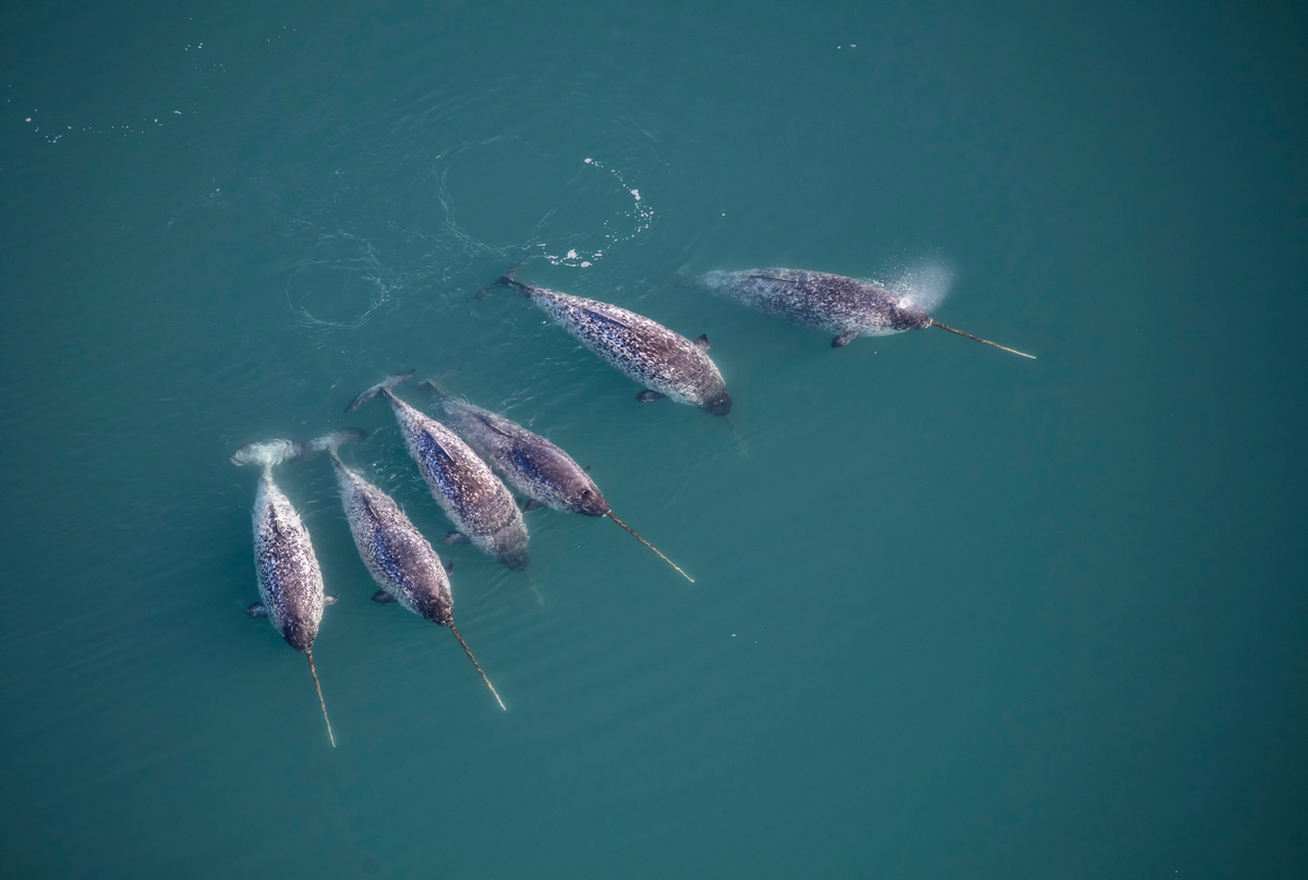 Photo of 6 narwhals at the surface in the water.