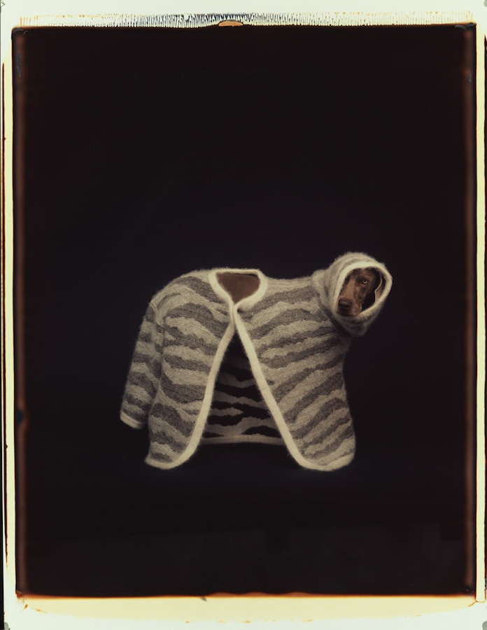 Zebra
Color Polaroid, 24