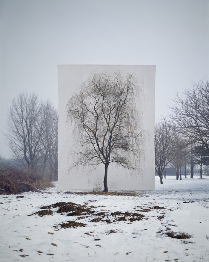 Tree # 3, Archival Ink-jet print on paper, 100x80cm, 2006