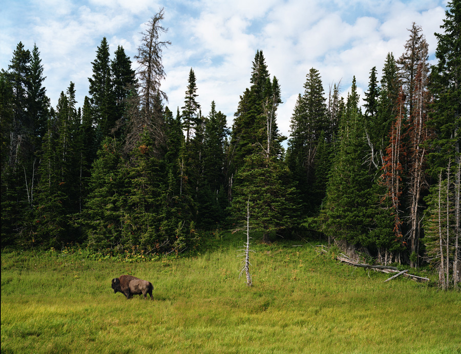 Yellowstone Park, Wyoming