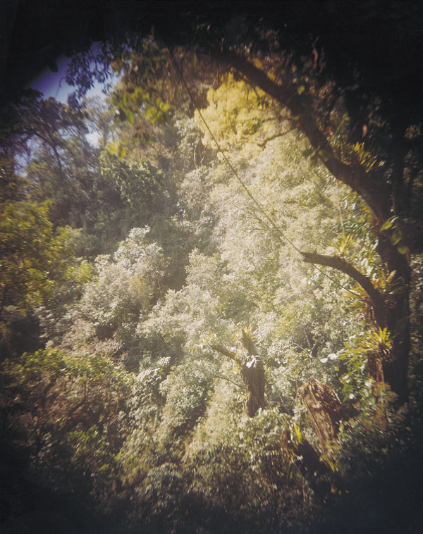 Dense foliage covers much of Las Pozas (Sally Mann, 2006)