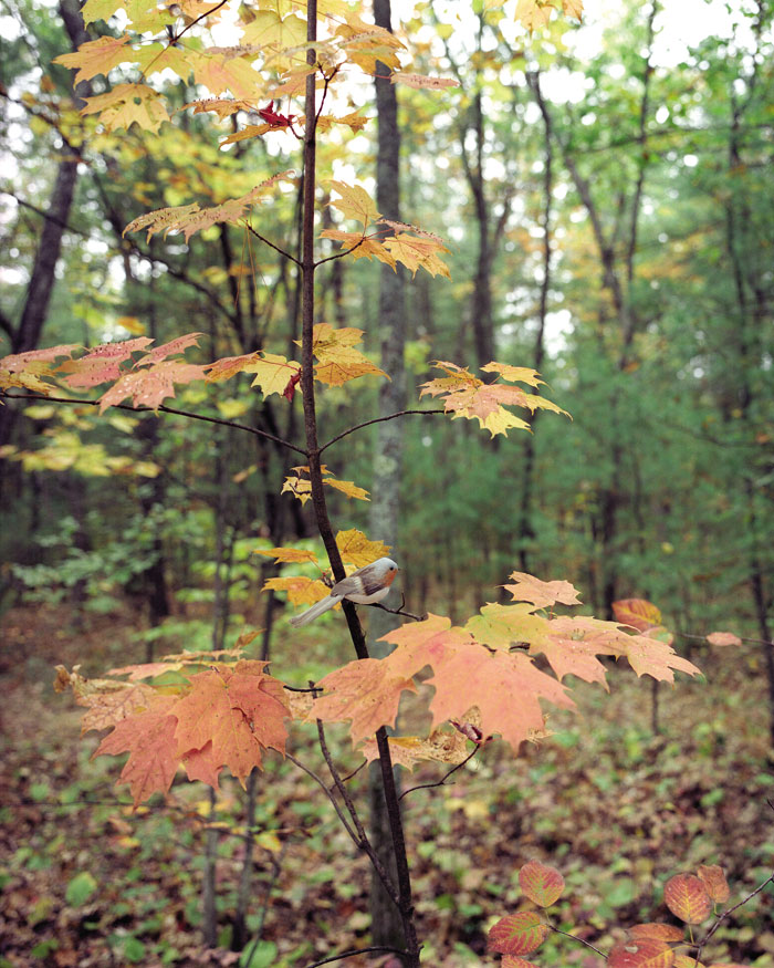 Orange-Throated Phoebe