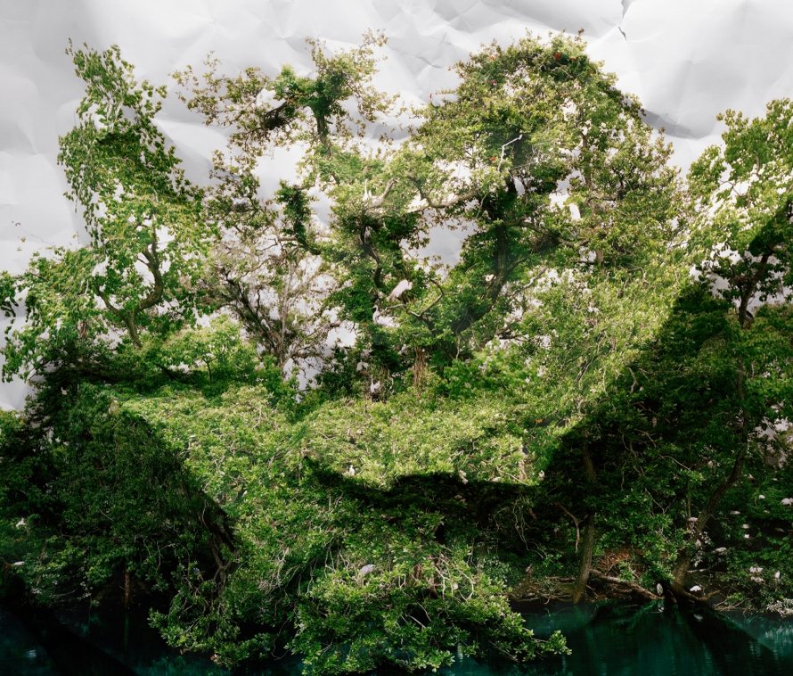 Response to print of <i>Egret Rookery, Louisiana</i>, 2010.