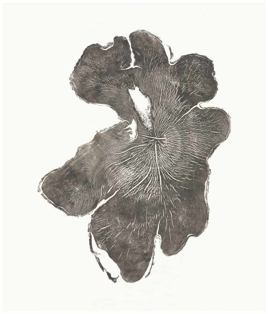 Maple, 2009, 79 years printed. 