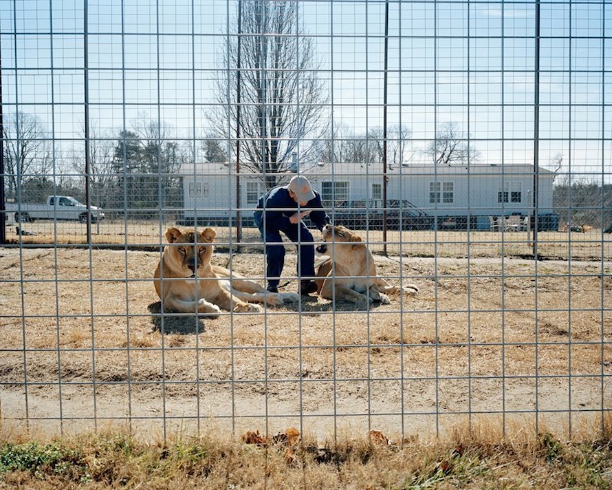 Front Yard Lions, Rockwell, NC