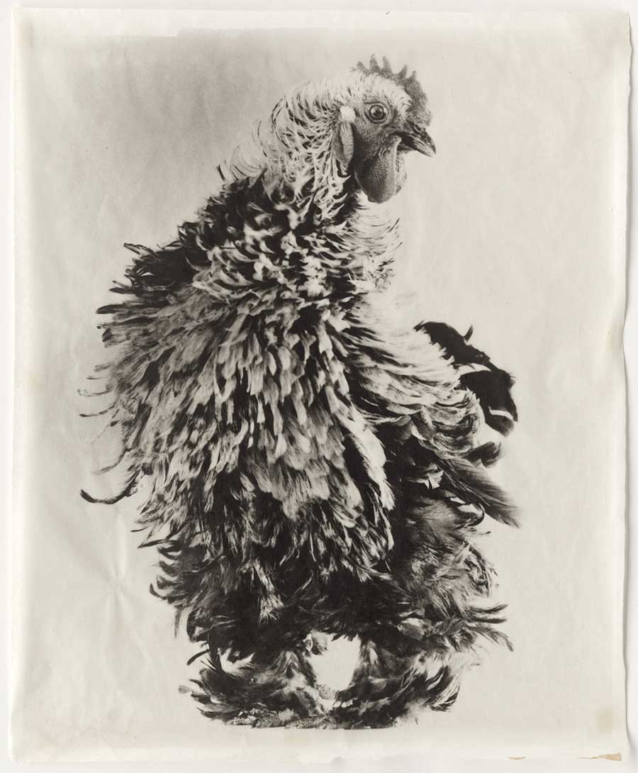 Variegated #20, 2009