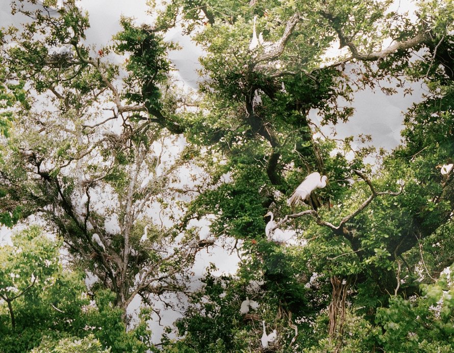 Detail, response to print of <i>Egret Rookery, Louisiana</i>, 2010.