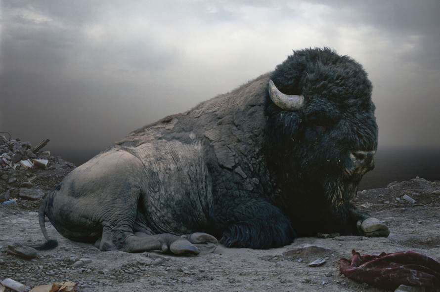 Simen Johan
Untitled #153, 2008
From the series Until the Kingdom Comes
Digital C-print
© Simen Johan, Courtesy Yossi Milo Gallery, New York