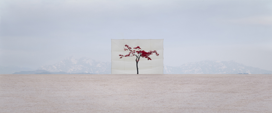 Tree # 5, Archival Ink-jet print on paper, 100x240cm, 2007