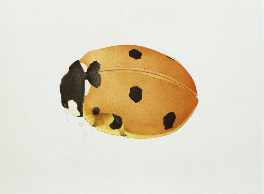 Ladybird beetle near Three Mile Island. Dent and a black growth on wings. Watercolor, New Cumberland 1991.