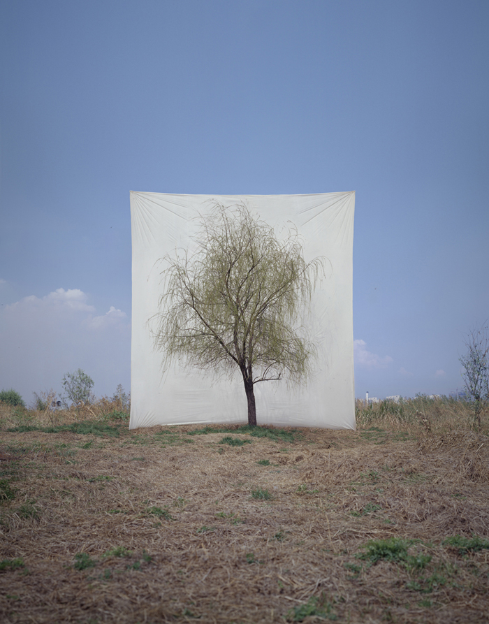 Tree # 7, Archival Ink-jet print on paper, 50x40cm, 2006