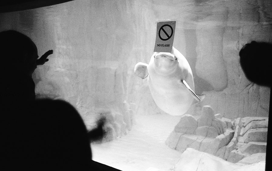 Hello, Valencia Aquarium, Spain, 2006