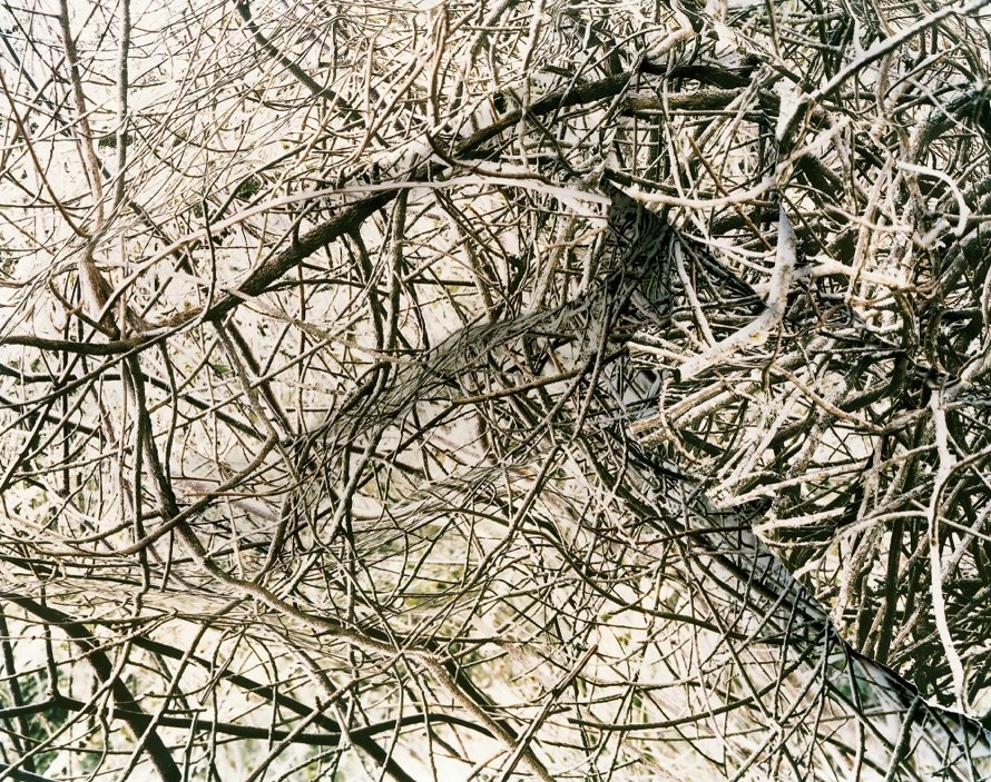 Response #2 to print of <i>Thicket</i>, 2006.