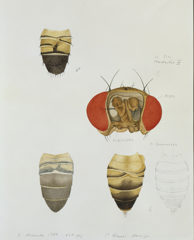 Drosophila melanogaster, head and abdomen. Head and abdomen are disturbed. Watercolor, Zürich 1987