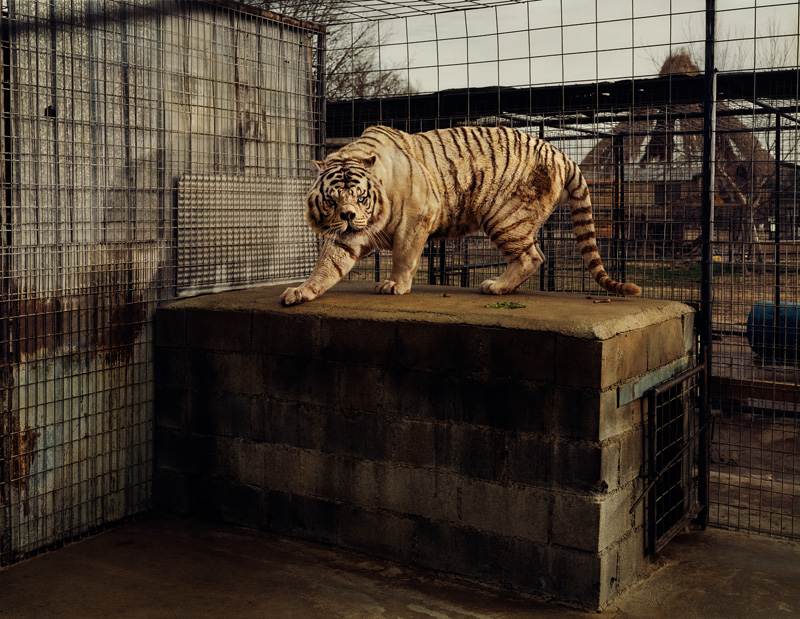 White Tiger (Kenny), Selective Inbreeding<br>Turpentine Creek Wildlife Refuge and Foundation, Eureka Springs, Ark.<br /><br />
In the United States, all living white tigers are the result of selective inbreeding to artificially create the genetic conditions that lead to white fur, ice-blue eyes, and a pink nose. Kenny was born to a breeder in Bentonville, Ark., on Feb. 3, 1999. As a result of inbreeding, Kenny is mentally retarded and has significant physical limitations. Due to his deep-set nose, he has difficulty breathing and closing his jaw, his teeth are severely malformed and he limps from abnormal bone structure in his forearms. The three other tigers in Kenny’s litter are not considered to be quality white tigers as they are yellow-coated, cross-eyed, and knock-kneed.