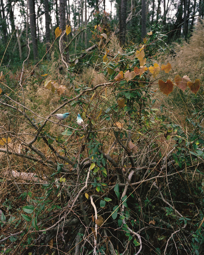 Green-Hooded Bandits