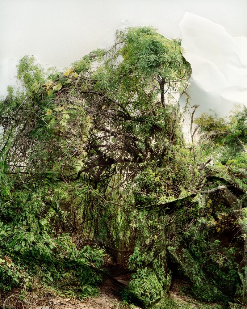 Response to print of <i>Shrub with Doves, Florida</i>, 2006.