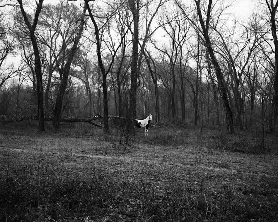 White Horse
Gelatin Silver Print
2008
