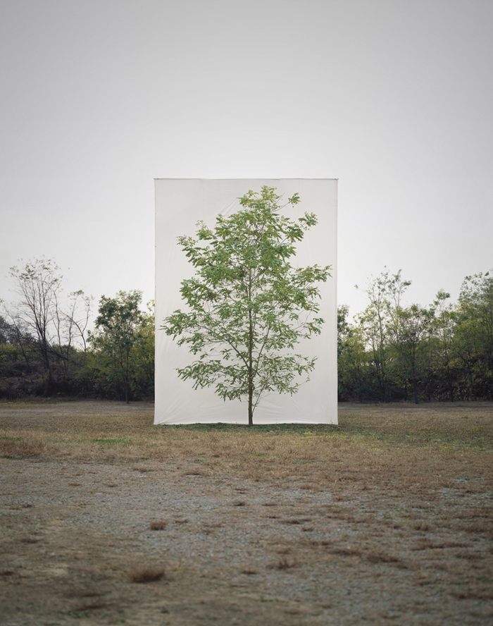 Tree # 9, Archival Ink-jet print on paper, 62.5x50cm, 2006