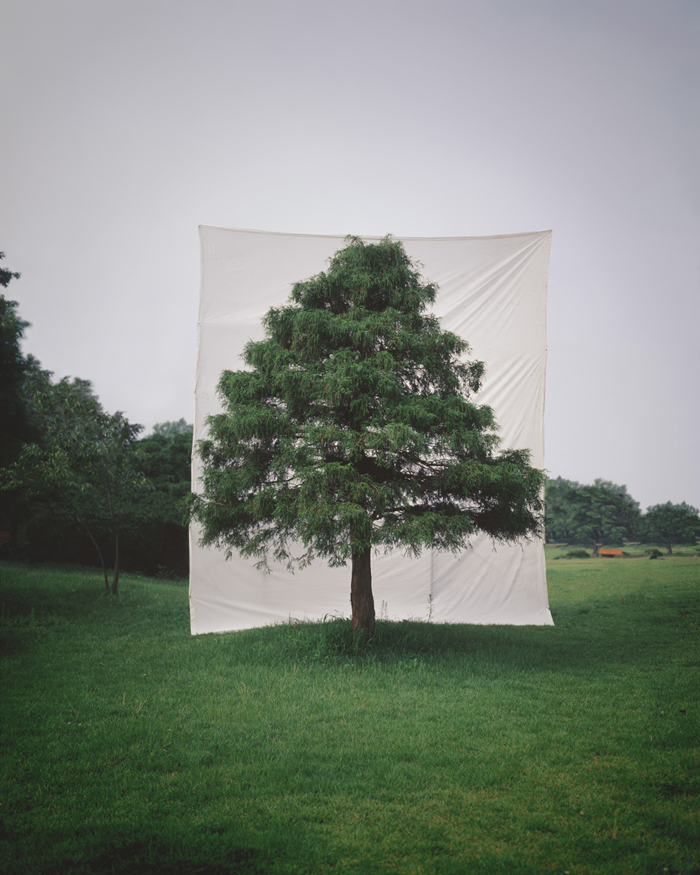 Tree # 10, Archival Ink-jet print on paper, 25x20cm, 2006
