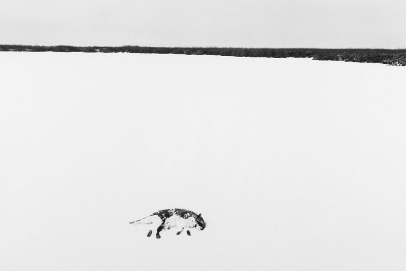 Lost River Battlefield, Tule Lake National Wildlife Refuge, California, 1988<br />
All images appear courtesy of the Amon Carter Museum, Fort Worth, Texas; copyright © Drex Brooks, all rights reserved.