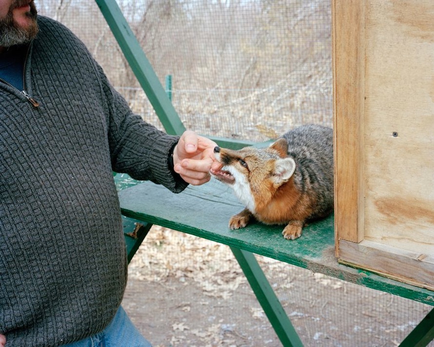 Gray Fox, Littleton, MA