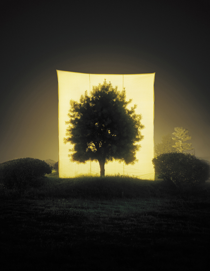 Tree # 11, Archival Ink-jet print on paper, 75x60cm, 2005