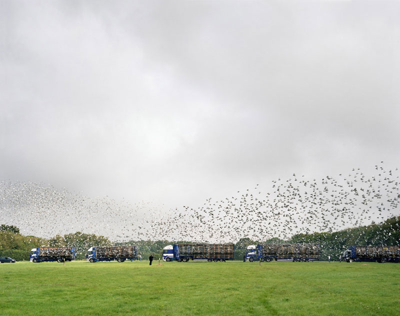 Maidstone Young Bird National Pigeon Race, Maidstone, Kent, 13th September 2008