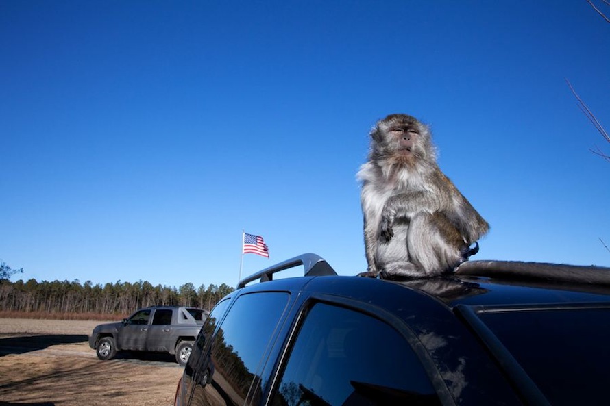 Darla, a macaque, Onancock, VA