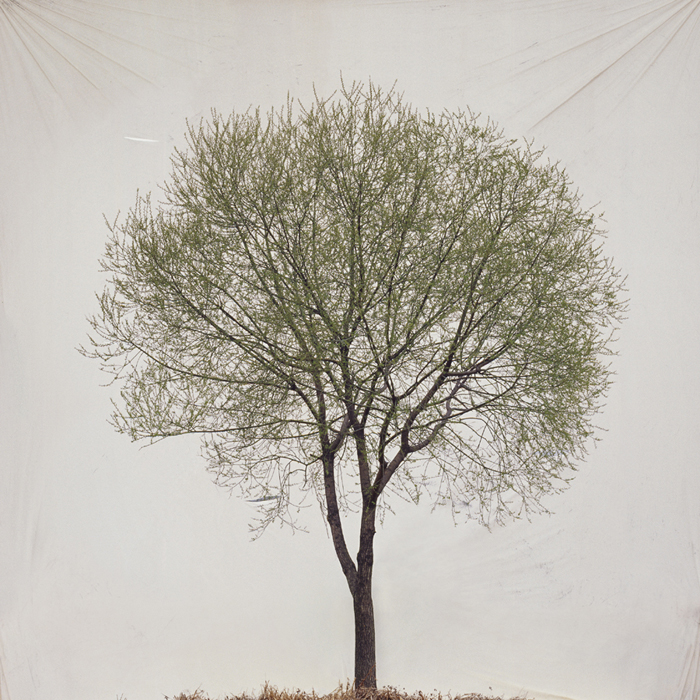 Tree #13, Archival Ink-jet print on paper, 50x50cm, 2007