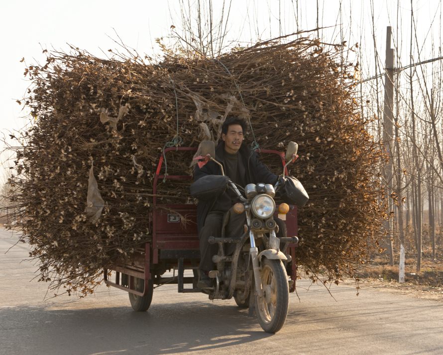 Boxing, Nov. 12, 2010: A three-wheeled motorbike carries harvested cotton stalks for stockpiling and eventual sale. The cotton stalks are dried and sold for biofuel and electricity production. This is a new market for an otherwise unused agricultural waste product. (Photo by Toby Smith. Reportage by Getty Images.)