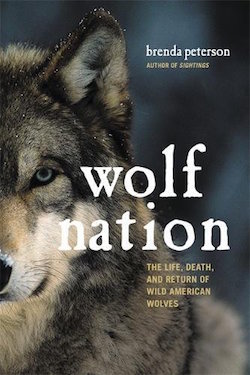Excerpted from Wolf Nation: The Life, Death, and Return of Wild American Wolves by Brenda Peterson, forthcoming May 2, 2017.
