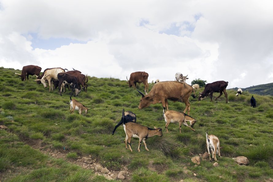 The livestock of Koky’s cousins. Each one owns one cow or one or two goats. It is their most valuable possession. 
