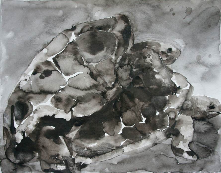 Palomar—The Loves of the Tortoises, 2012