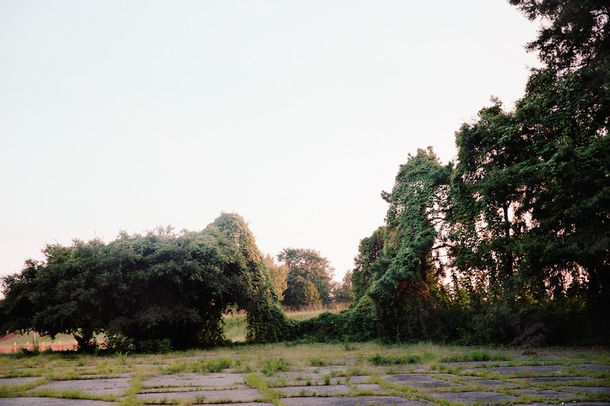 Late Summer Kudzu, Durham, NC.
