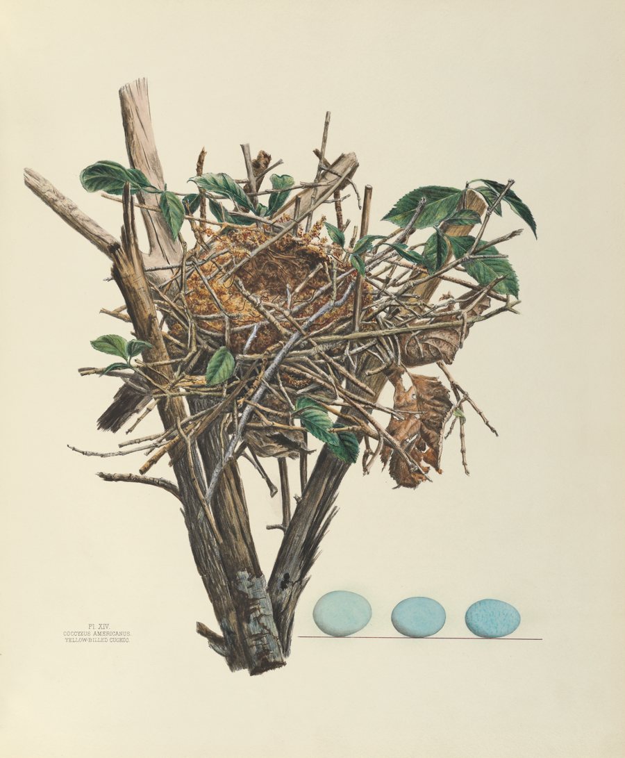 Yellow-billed Cuckoo (a.k.a. Rain Crow, Rain Dove). Illustrated by Eliza Shulze. Courtesy of the Smithsonian Institution Libraries, Washington, DC.