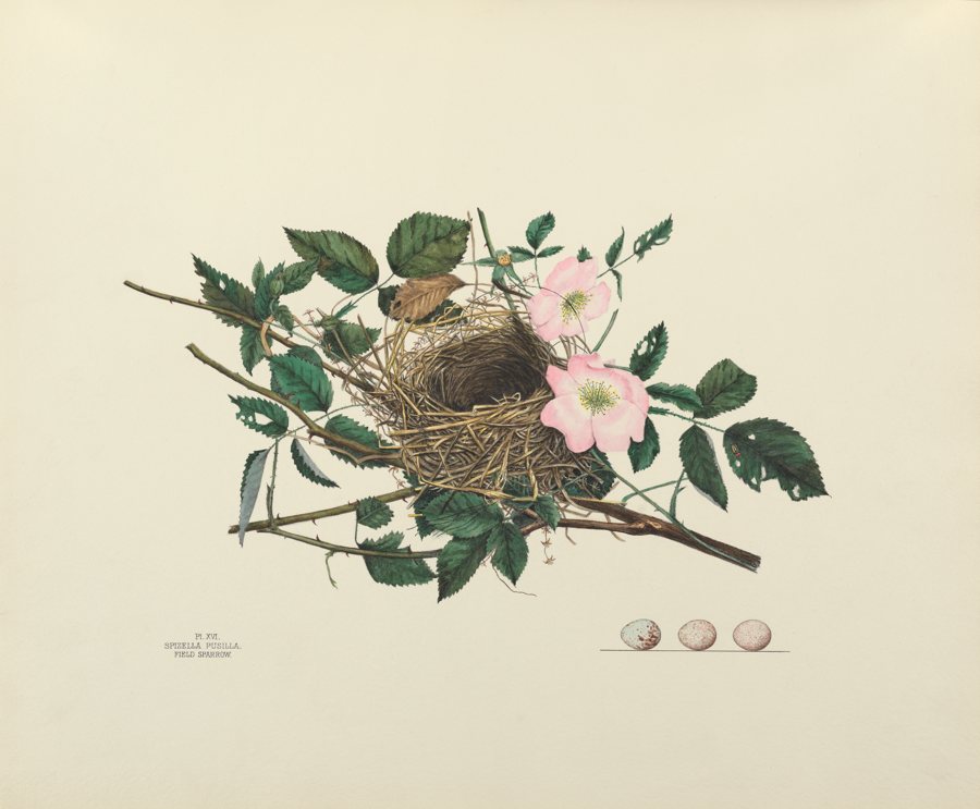 Field Sparrow. Illustrated by Virginia Jones. Courtesy of the Smithsonian Institution Libraries, Washington, DC.