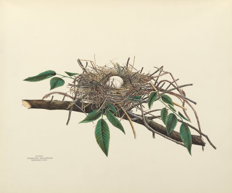 Carolina Dove (a.k.a. Turtle Dove). Illustrated by Virginia Jones. Courtesy of the Smithsonian Institution Libraries, Washington, DC.