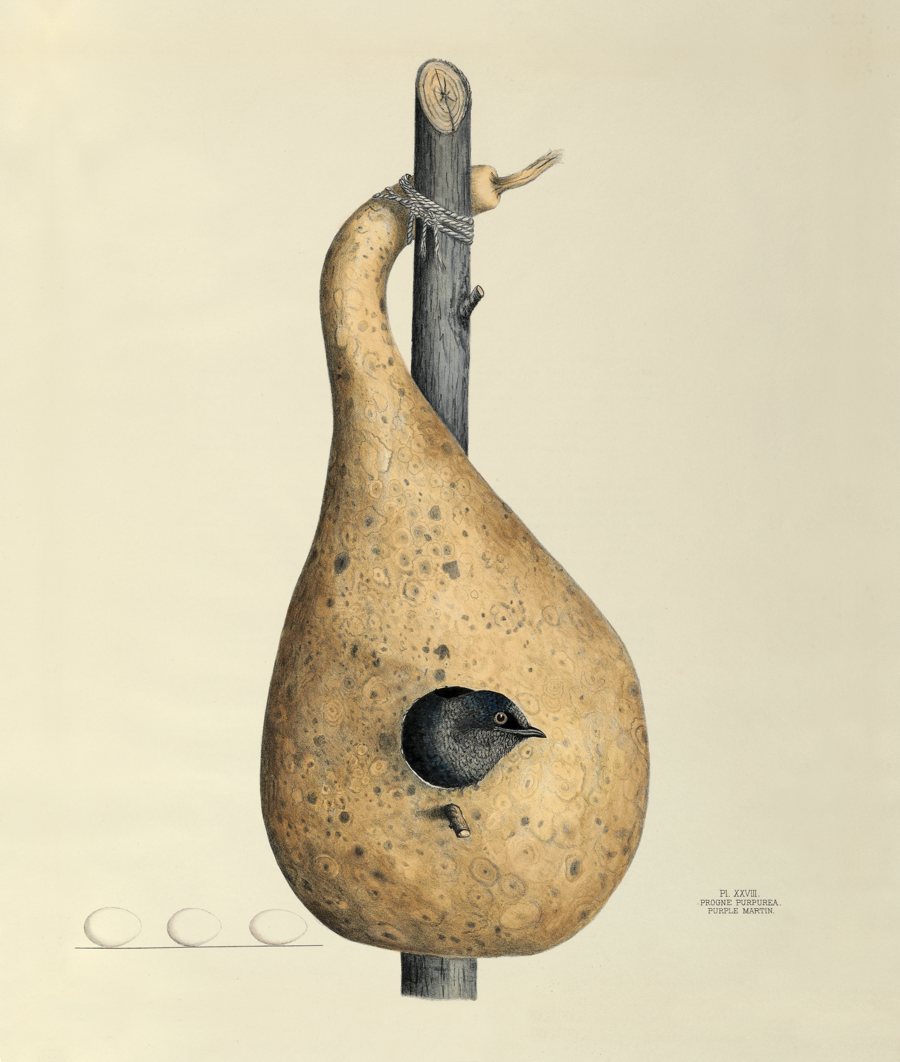 Purple Martin. Illustrated by Virginia Jones. Courtesy of the Smithsonian Institution Libraries, Washington, DC