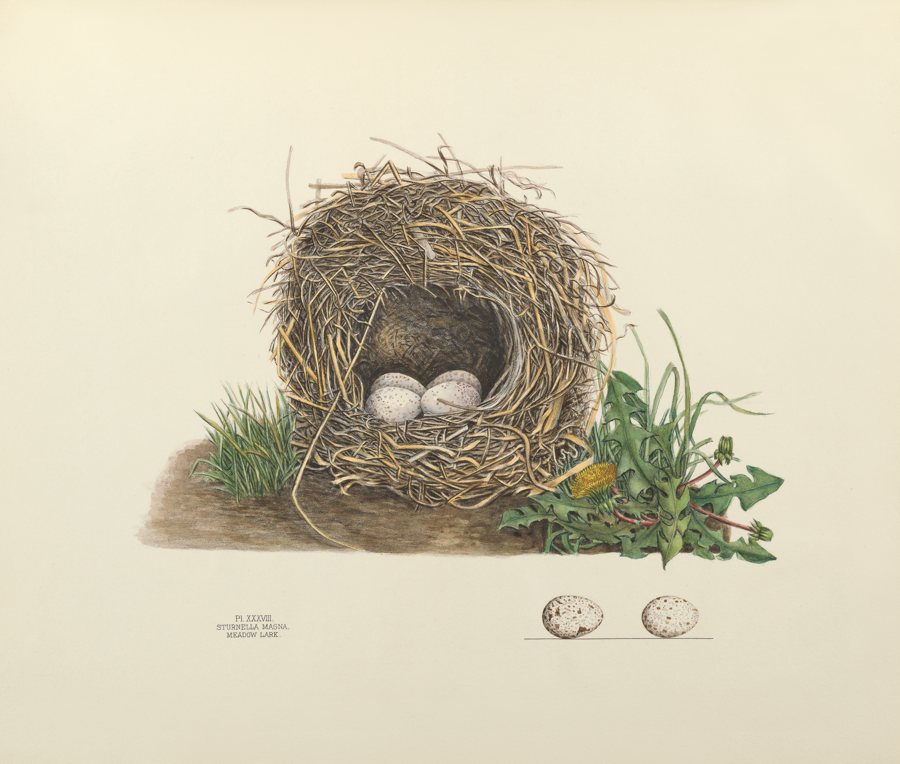 Meadow Lark. Illustrated by Virginia Jones. Courtesy of the Smithsonian Institution Libraries, Washington, DC.