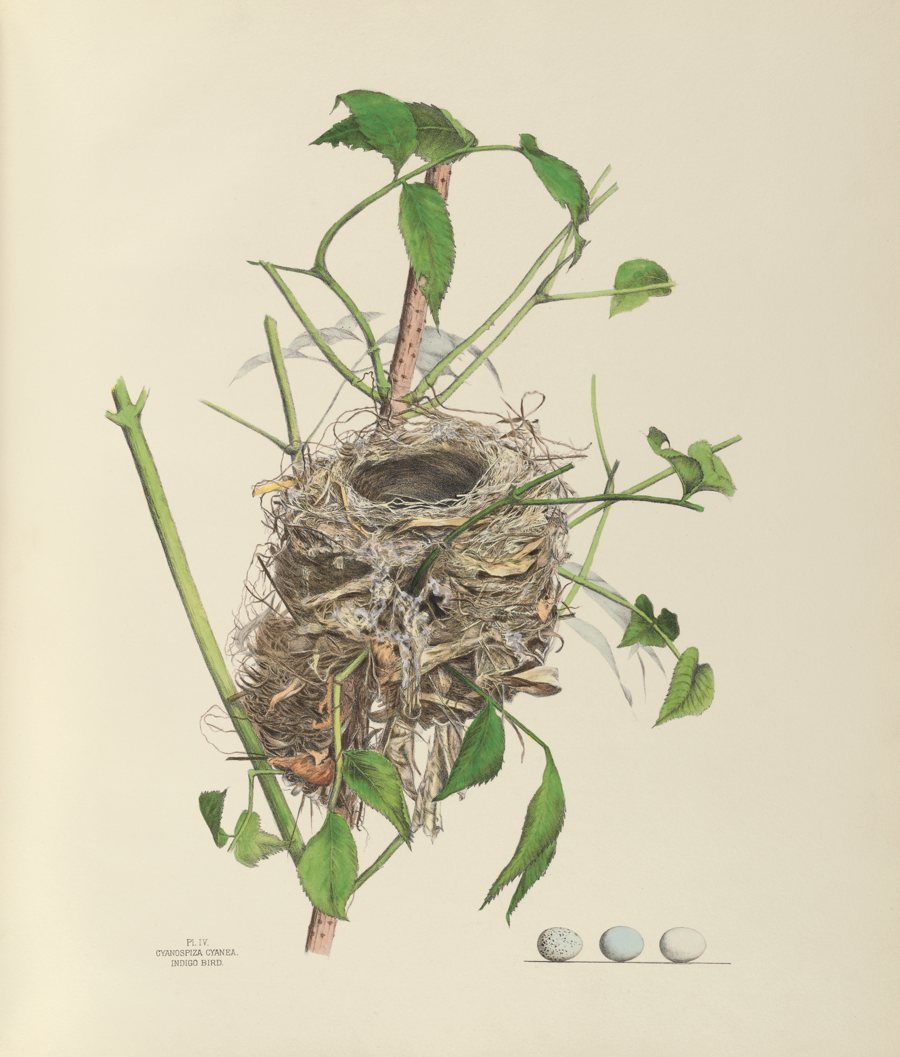 Indigo Bird. Illustrated by Genevieve Jones. Courtesy of the Smithsonian Institution Libraries, Washington, DC.