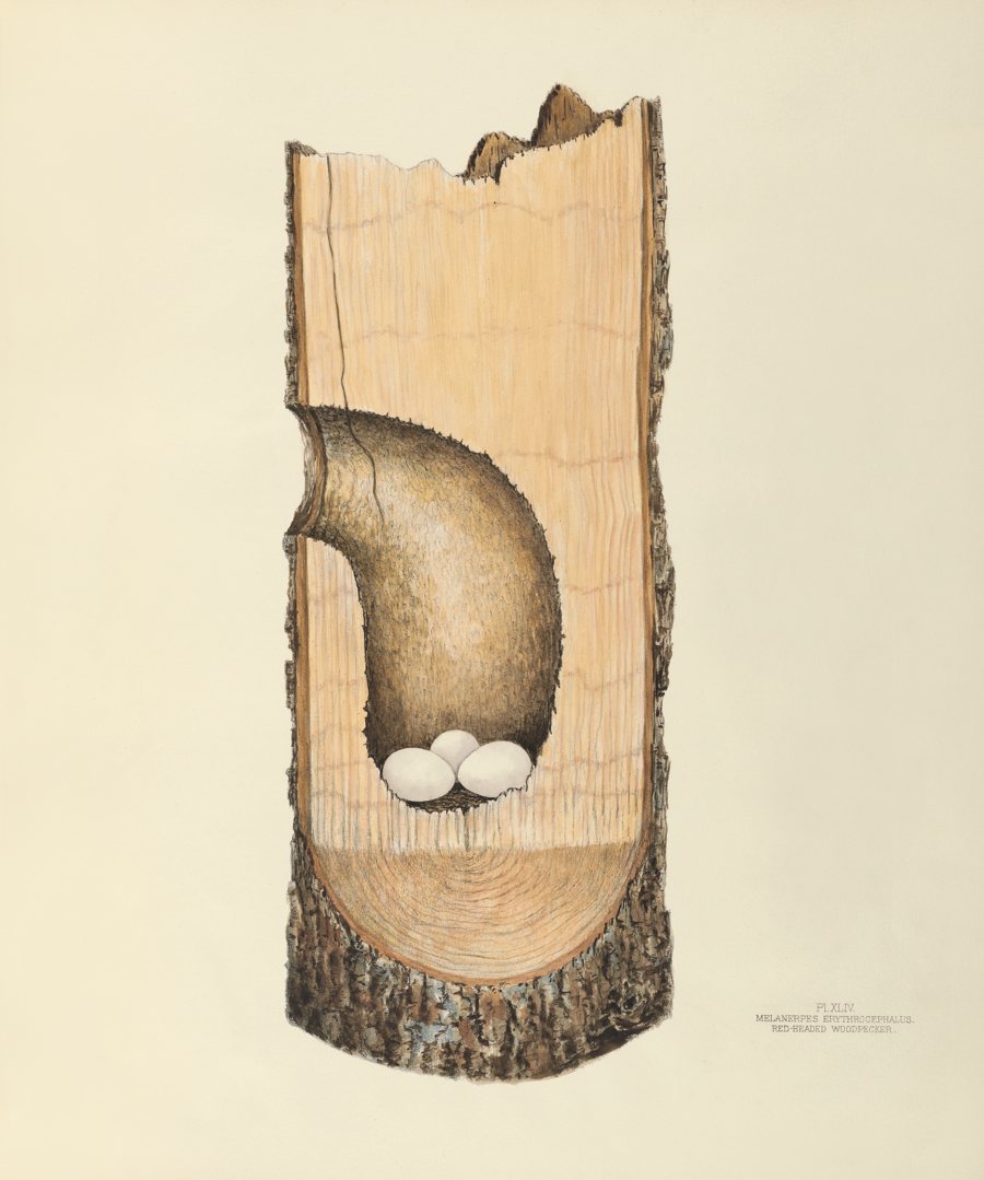 Red-headed Woodpecker. Illustrated by Virginia Jones. Courtesy of the Smithsonian Institution Libraries, Washington, DC.