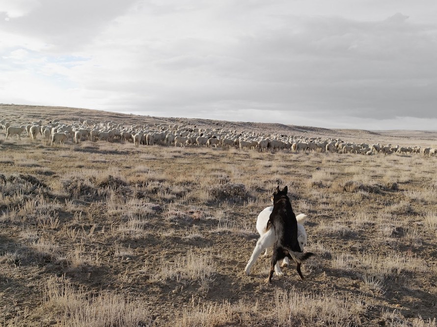 Guarding Sheep, Bitter Creek, Wyo. 2010