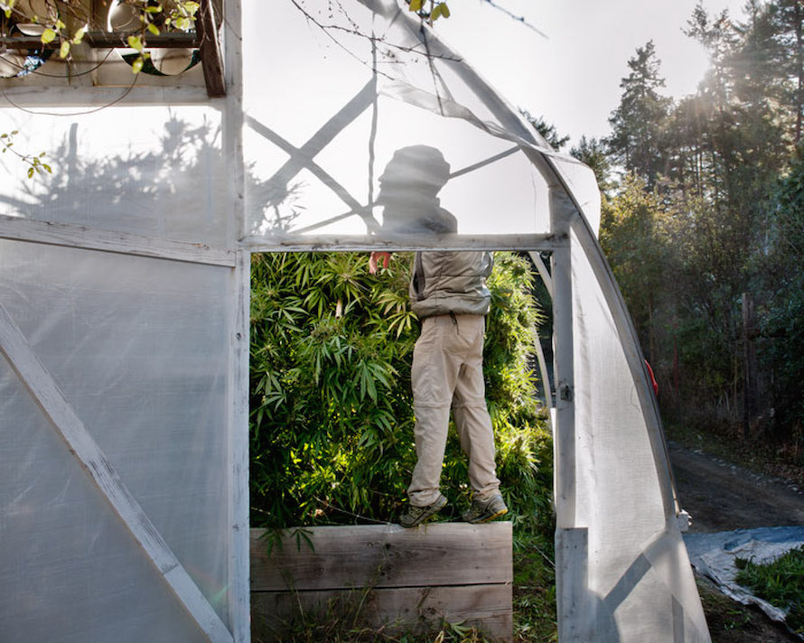 Some plants will stay inside a greenhouse for an entire six-to-eight-month season; others will be transplanted in full sun.