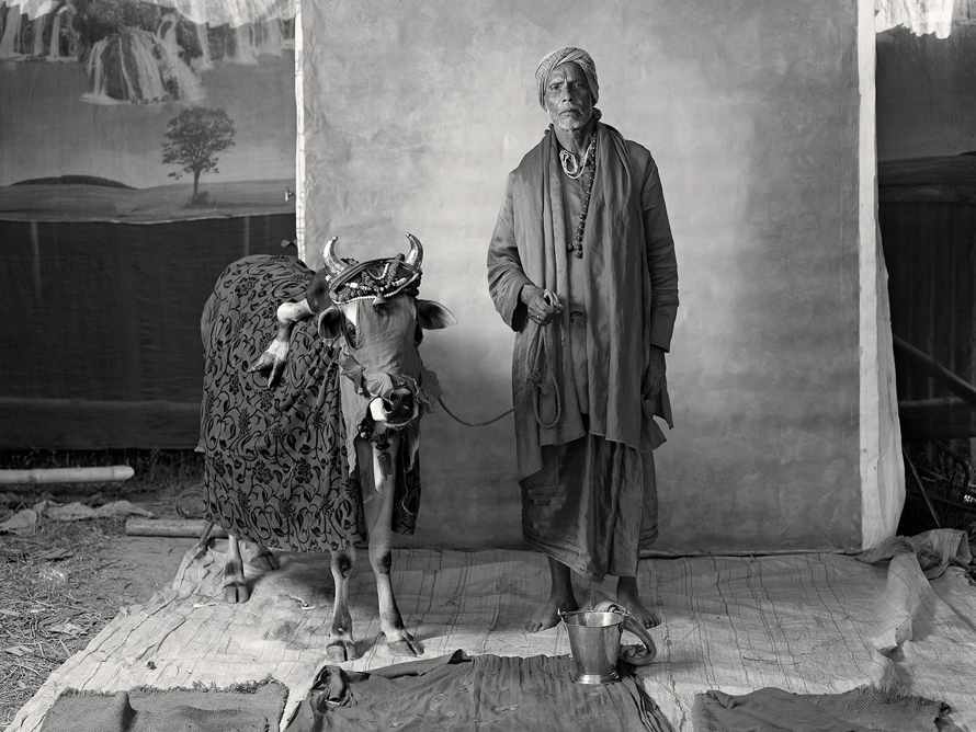 Holy Brahmin with deformed cow, 2012