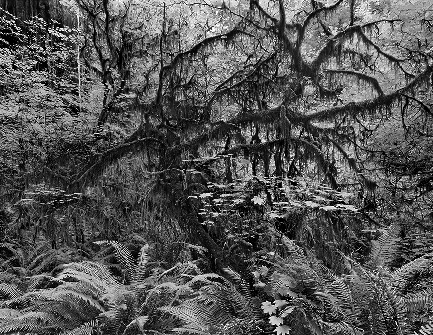 Copyright © Richard Rothman, from <i>Redwood Saw</i>.