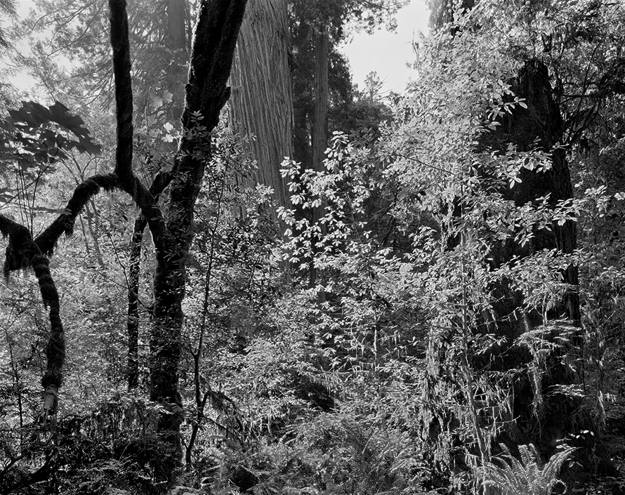 Copyright © Richard Rothman, from <i>Redwood Saw</i>.