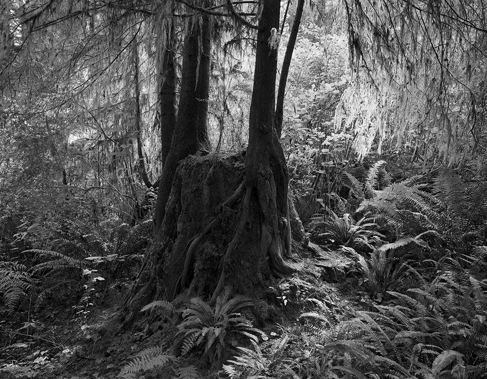 Copyright © Richard Rothman, from <i>Redwood Saw</i>.