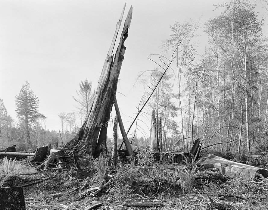 Copyright © Richard Rothman, from <i>Redwood Saw</i>.