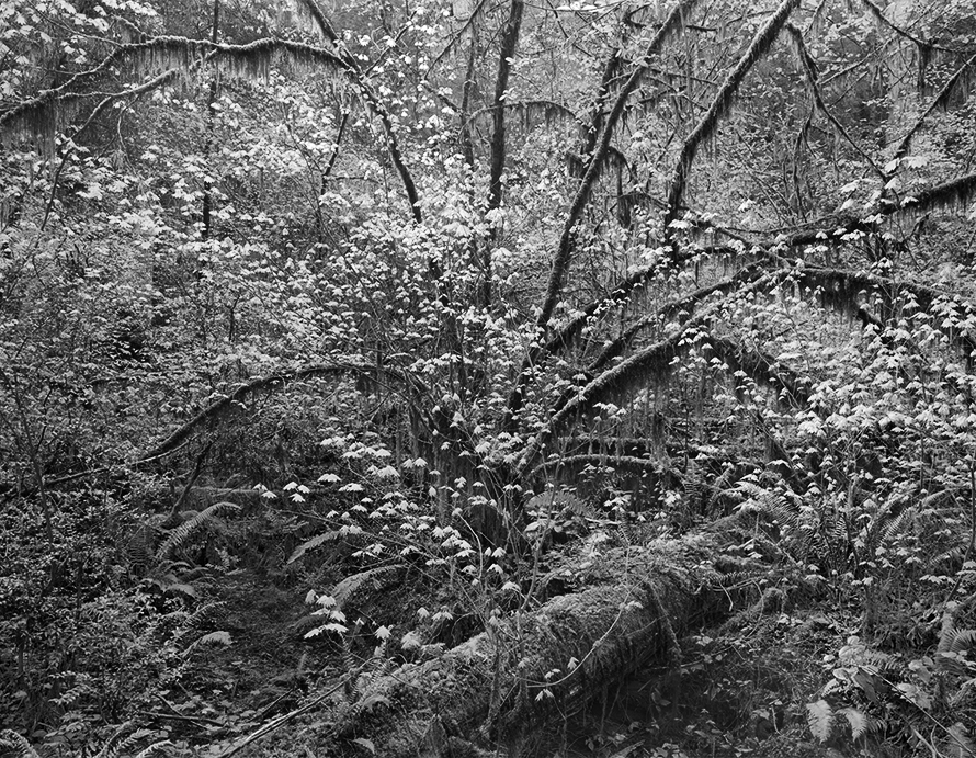 Copyright © Richard Rothman, from <i>Redwood Saw</i>.